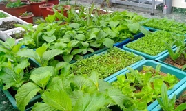 Ông bố trẻ chi 16 triệu để làm vườn rau sạch cho vợ con