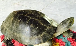 Con rùa mà nhà bà Nguyễn Thị Thu bắt được sau nhà.