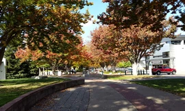 Khuôn viên trường Mỹ rộng như công viên nên đi lại bằng ván trượt rất thuận tiện. Đằng xa bên phải là bãi đỗ xe của trường. Ảnh: NVCC.