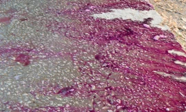 Khi người dân tưới nước lên, mặt đường có hóa chất bỗng chuyển thành máu tím.