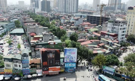 Cận cảnh hàng cây cổ thụ sắp bị di chuyển, chặt hạ để mở đường 'đắt nhất hành tinh'