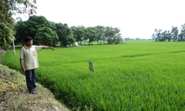 Ông Huỳnh Văn Nam chỉ nơi bị Công an xã “đánh và nhấn xuống sình” Ảnh: Sáu Nghệ