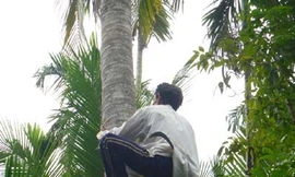 Anh Trương Văn Xiếu đang biểu diễn leo dừa