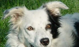 Chú chó Chaser. (Nguồn: Internet)