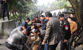 Một con sư tử bị bắt lại