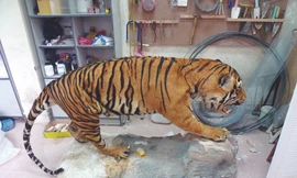 Nếu không có các biện pháp bảo tồn, Việt Nam có thể chỉ còn nhìn thấy hổ tại các bảo tàng Ảnh: M.H
