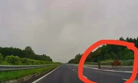 CLIP: Giật mình đàn bò đi trên cao tốc TP HCM - Long Thành - Dầu Giây