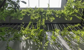 Mái nhà 3 trong 1 thiết kế giúp nhà mát mẻ, chống tiếng ồn lại có rau sạch ăn quanh năm