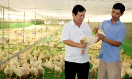 Độc lạ ở Bình Dương: Nuôi 20.000 con vịt trong trại lạnh, cho ăn, uống nước bằng điện thoại