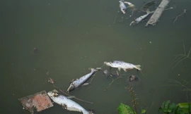Mỗi ngày hàng trăm kg cá nổi chết trắng ao, nông dân lo 'mất' Tết