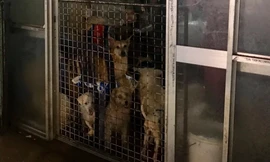 Hộ nuôi hơn 80 con chó ở TPHCM bị phạt 64 triệu đồng