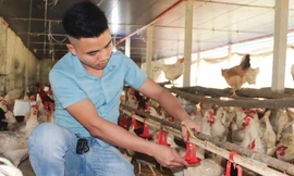 Hành trình từ tay trắng đến chủ trang trại tiền tỷ của chàng trai trẻ