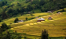 Những tọa độ check-in ruộng bậc thang đẹp nhất Hà Giang