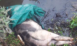 Lợn chết nổi bồng bềnh trên con mương chạy qua trường THCS Bồng Mạc B