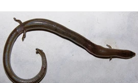 Phát hiện rắn lạ có bốn chân