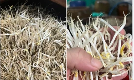 Trào lưu tự làm giá đỗ hot trở lại, chị em 'rần rần' chia sẻ trên mạng