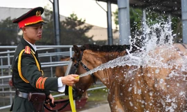 Chế độ ăn, ngủ đặc biệt của đoàn ngựa kỵ binh trước ngày đại lễ 30/4