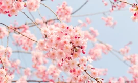 Tết rồi, về nhà thôi...