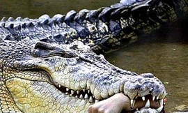 "Họa kép" vì cho cá sấu ăn