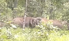 Voi xuất hiện nhiều bất thường