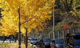 Đảo Nami lãng mạn hơn khi thu đến