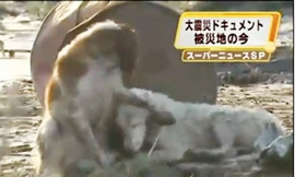 Chú chó không bỏ bạn trong hoạn nạn sau động đất