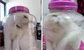 Nhốt mèo trong lọ, nữ sinh bị phạt tù một năm