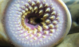  Miệng cá mút đá