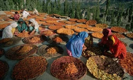 Người Hunzas dù già vẫn chịu khó lao động