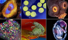 Công bố những ảnh chụp bằng kính hiển vi kỳ thú, bí ẩn nhất năm 2017