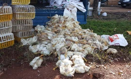 / Nếu không bị phát hiện, người tiêu dùng ở Đồng Nai sẽ phải dùng hơn nửa tấn gà chết đã bốc mùi 