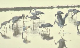 Hàng chục nghìn chim quý hiếm bay về Vườn Quốc gia Tràm Chim