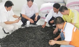 Săn đỉa, bán hơn triệu đồng/kg