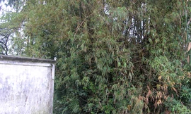 Trót dại có con, học sinh lớp 12 bỏ con trong bụi tre