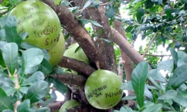 Khắc chữ nham nhở lên đào tiên chùa Linh Ứng