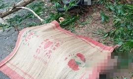 Người đàn ông tử vong bên cạnh những cây dương bị cưa hạ. Ảnh minh họa