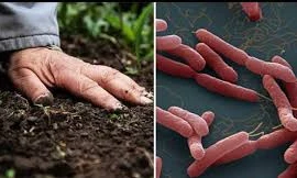 Để phòng bệnh Whitmore, cần hạn chế tiếp xúc với đất hoặc nước bùn, đặc biệt là những nơi bị ô nhiễm nặng...