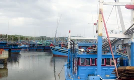 Bình Định được xem là tỉnh có số lượng tàu đánh bắt xa bờ lên đến hàng nghìn chiếc.