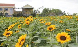 "Cánh đồng hoa hướng dương" khoe sắc ngày xuân.