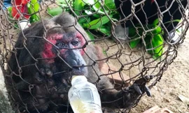 Khỉ mặt đỏ bị thương đi lạc vào vườn tìm thức ăn được người dân bắt được. Ảnh: X.T