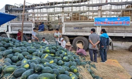 Dưa hấu của người dân trên địa bàn Tây Sơn được các đơn vị "giải cứu" vì dịch Covid-19.