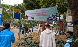 Tuổi trẻ Bình Định tham gia "giải cứu' dưa hấu trong mùa dịch.