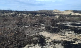 Tạm dựng dự án Nhà máy phong điện Phương Mai 1 vì thiếu trách nhiệm, để mất 140 ha rừng.