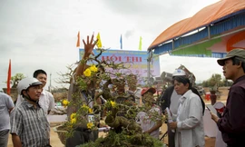 Quy tụ nhiều tác phẩm đẹp, hút mắt người xem tại hội thi Mai vàng ở Bình Định.