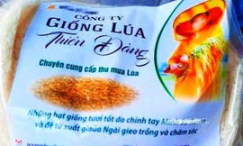 Bao bì giống lúa 'Thiên Đàng".