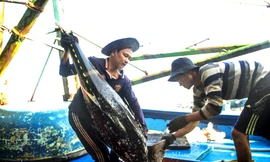 Ngư dân Bình Định khai thác cá ngừ đại dương đưa vào bờ. Ảnh: Trương Định