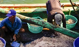 Kiếm tiền triệu chỉ sau vài giờ ra khơi.