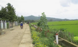 “Thảm hoa” những con đường quê! - Ảnh: Trương Định