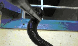 Vắt dài 10 cm đen trũi trong mũi người