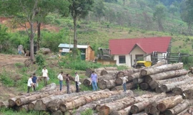 Khai thác gỗ ở Cty TNHH Nhà nước MTV Lâm nghiệp Đăk Tô (Kon Tum) .Ảnh: Văn Chung